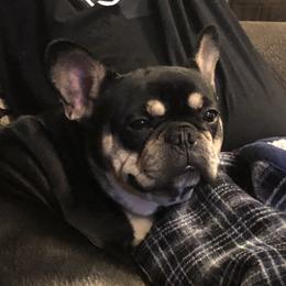 Sophie - French Bulldog