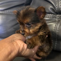 Wally - Gold male Yorkshire Terrier puppy in Ocala, Florida from Top Notch Pupz