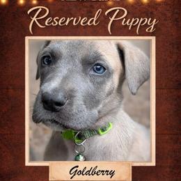 Goldberry - Blue female Great Dane puppy in Citra, Florida from AEW Farm