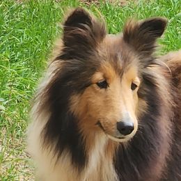 Caroline - Shetland Sheepdog