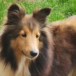 Caroline - Shetland Sheepdog