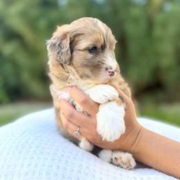 Chestnut - Blue collar - Sable male Bernedoodle puppy in Highland, Utah from Angel Pups Deluxe