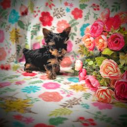 Yorkshire Terrier Puppies from Jill Brown