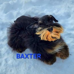 Baxter - Miniature Schnauzer
