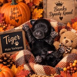 Tiger - Black male Yorkipoo puppy in Gastonia, North Carolina from Banks Dynasty Kennel