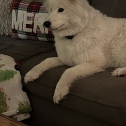 Samoyeds from Sandhills Samoyeds