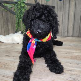 Willa - Black female Goldendoodle puppy in Woodburn, Indiana from DNLS Doodle Puppies