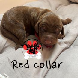 Red Collar - Red and rust male Doberman Pinscher puppy in Canton, Ohio from Aaliyah’s Dobies