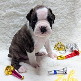 Zuba - Brindle male Boxer puppy in Mountain Home, Idaho from LJK Boxers & Toy Aussies