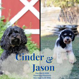 Cockapoo puppies from Silver City Cockapoos