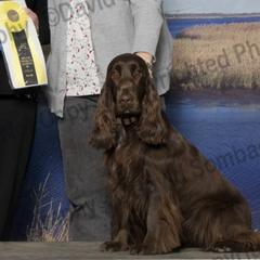 Field Spaniel All Grown Up from Field Spaniel