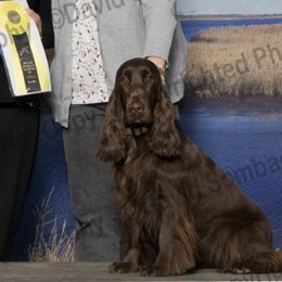 Field Spaniel All Grown Up from Field Spaniel