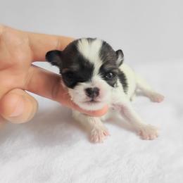 Bernie - Black sabled fawn male Chihuahua puppy in Wayland, Michigan from MI Chihuahua