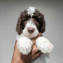 Burrito - Parti male Poodle puppy in Dover, Delaware from Dogtastic Poodles