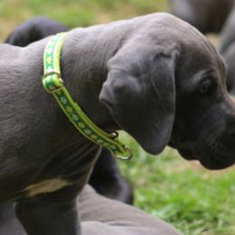Great Dane Puppies from Sterling Danes