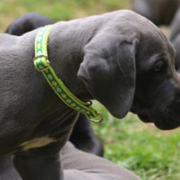Great Dane Puppies from Sterling Danes