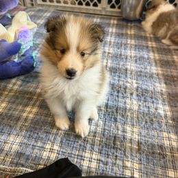 Bridget girl 5 - Sable and white female Shetland Sheepdog puppy in Catawba, North Carolina from Candescent Shetland Sheepdogs