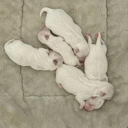 Female 4 - White female Maltese puppy in Paden, Oklahoma from Logan's Perfect Puppies