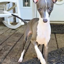Oh My Darling - White and blue female Italian Greyhound puppy in Cadwell, Georgia from All The DoDa Day Italian Greyhounds