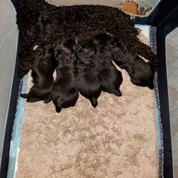 Poodle, Yorkipoo, and Yorkshire Terrier Puppies from Yorkie Oodle Doodle