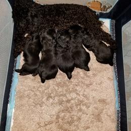 Poodle, Yorkipoo, and Yorkshire Terrier Puppies from Yorkie Oodle Doodle