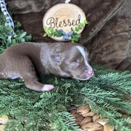 Bing - Red tri male Miniature Australian Shepherd puppy in California from Eagle River Aussies