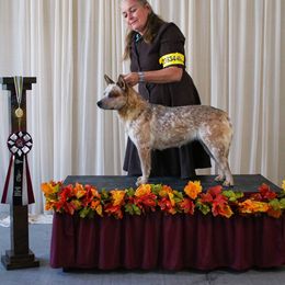 Reba - Australian Cattle Dog