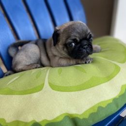 Pug Puppies from Briggs Family Pugs