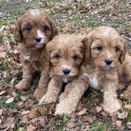 Cavapoo Puppies from My QT Doodles