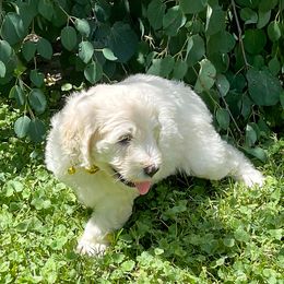 Goldendoodle Puppies from Sunnyside Botanical