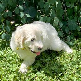 Goldendoodle Puppies from Sunnyside Botanical