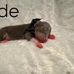 Fade - Blue male Great Dane puppy in Westland, Georgia from Black Tie Danes