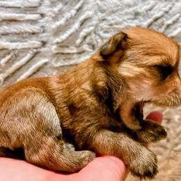 Companion Cross and Morkie Puppies from Little Wigglebottoms