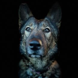 Abby - German Shepherd