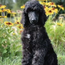 Poodles from Lyrical Lane