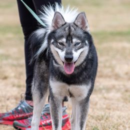 Viggo - Alaskan Klee Kai