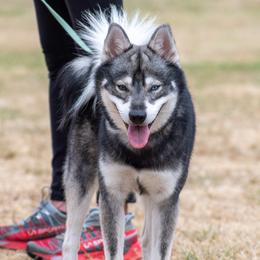 Viggo - Alaskan Klee Kai