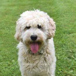 Goldendoodles from Land of Goshen Doodles