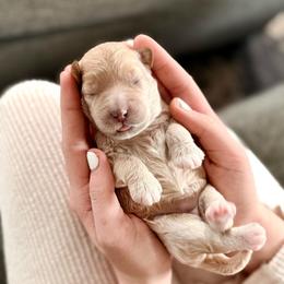 Mozzarella - Cream female Cockapoo puppy in Denver, Pennsylvania from Greenview Puppies