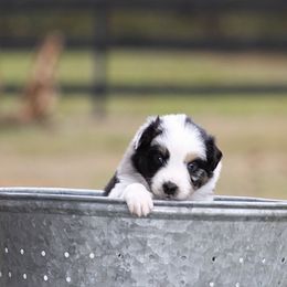 Inkling - Blue merle male Australian Shepherd puppy in Springville, Alabama from Cross Creek Aussies