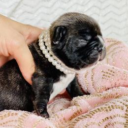 French Bulldog Puppies from Frenchie Paws