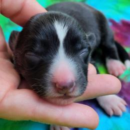 Brindle Point Boy - Black and white male Cardigan Welsh Corgi puppy in Winston, Oregon from There and Back Again Corgis