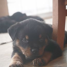 Rottweiler Puppies from Harris Hill Rottweilers