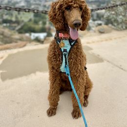 Poodle All Grown Up from Major League Poodles