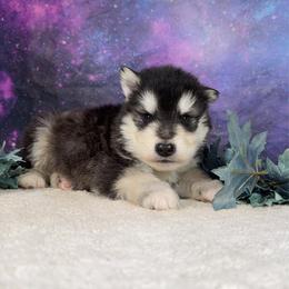 Hollow - Black and white male Alaskan Malamute puppy in Spokane, Washington from Asgard Wooly Malamutes