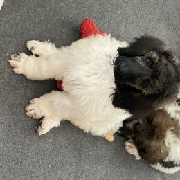 Poodle Puppies from Southern Elegance Standards