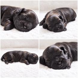 Fifi - Brown female Shichon puppy in Pennsylvania from Manor Hills Shih Tzus