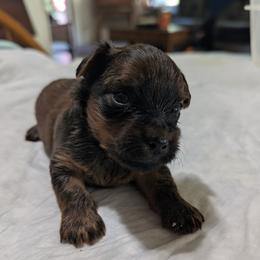 Bruno - Sable male Yorkshire Terrier puppy in Monroe Township, Pennsylvania from Jenn's Yorkie Poo's
