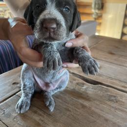 Wirehaired Pointing Griffon Puppies from DOGS COUNTRY GRIFFS
