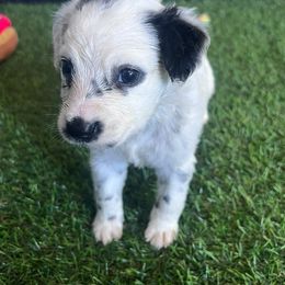 Lani - long coat - White and black female Dalmatian puppy in Sedalia, Missouri from Missouri Dalmatians